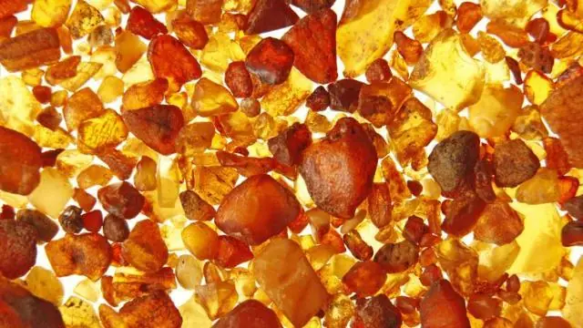 La chiocciola rimasta nell'ambra 99 milioni di anni