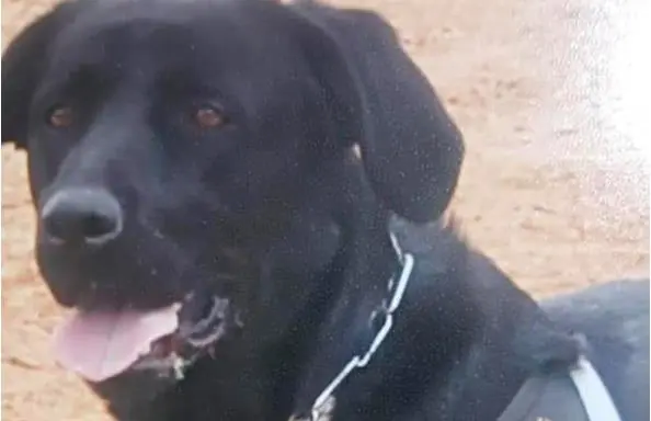 Morto Tommy, il cane eroe del sisma di L'Aquila
