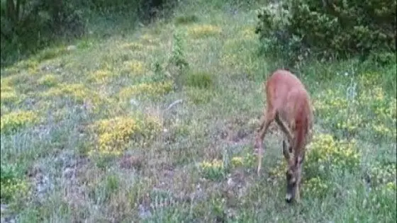 L'unicorno esiste! Avvistato nelle Marche