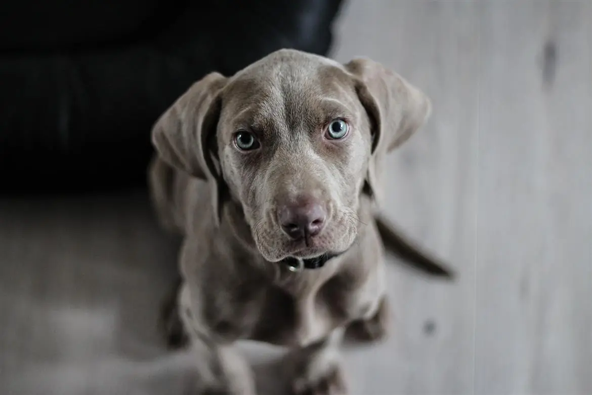 Attivo l'ufficio dei diritti degli animali