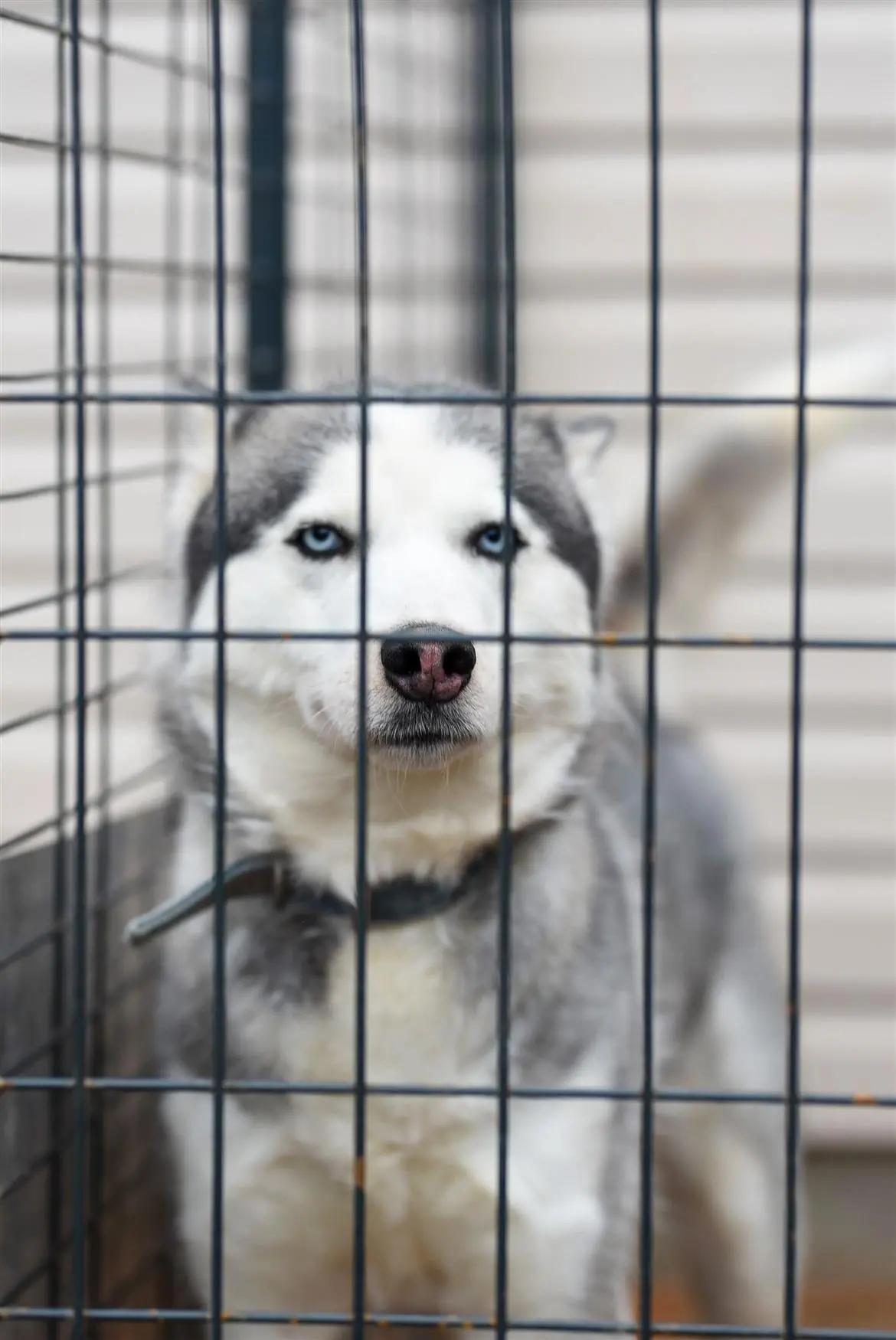Cane, sos depressione