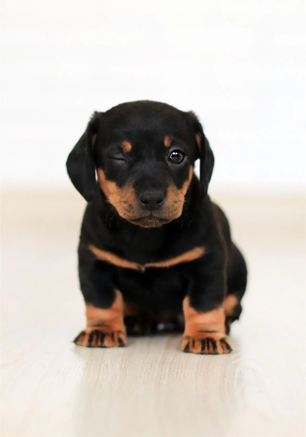 Lo studio: anche i cani non addestrati capiscono i nostri comandi