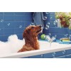 Ceva Salute Animale Douxo Spa Shampoo Antiodore - 3