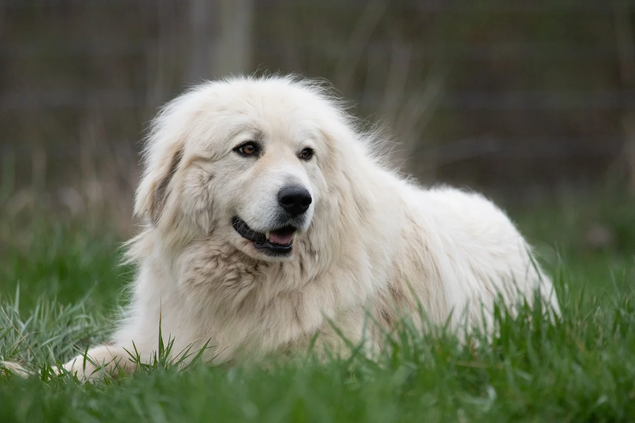 Un maestoso esemplare di Cane da Montagna dei Pirenei nel suo habitat naturale