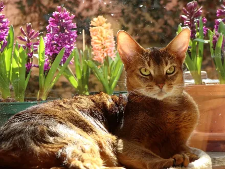 Ritratto di un gatto di razza Abissino