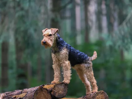 Ritratto di un esemplare di Airedale Terrier con mantello nero e tan
