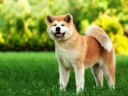 Ritratto maestoso di un esemplare di Akita Inu in un paesaggio naturale