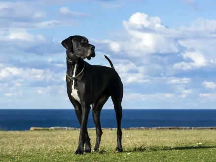 Un maestoso cane di razza Alano in un contesto naturale