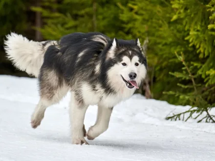 Un maestoso esemplare di Alaskan Malamute in un paesaggio innevato