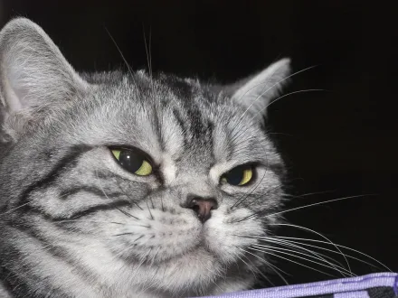 Ritratto di un gatto di razza American Shorthair