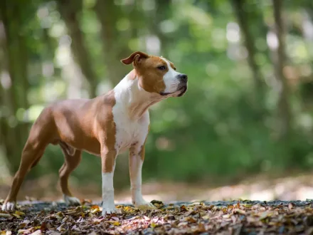 Ritratto di un esemplare di American Staffordshire Terrier con muscolatura evidente