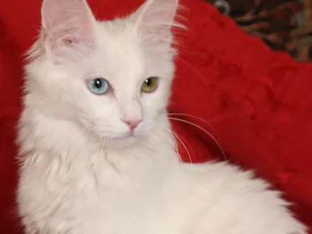 Ritratto di un gatto di razza Angora Turco