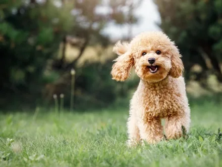 Ritratto ravvicinato di un elegante cane di razza Barboncino