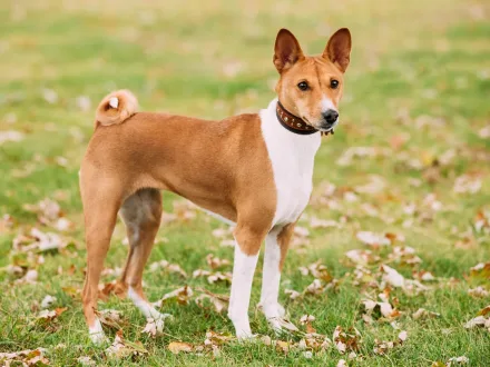 Un esemplare di Basenji in un ambiente naturale africano