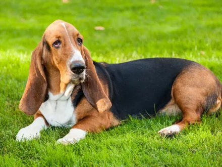 Ritratto di un esemplare di Basset Hound con orecchie lunghe e sguardo espressivo