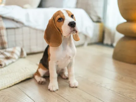 Un esemplare di Beagle tricolore che segue una traccia nel sottobosco