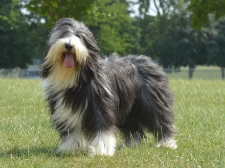 Ritratto di un cane Bearded Collie con il suo tipico mantello folto