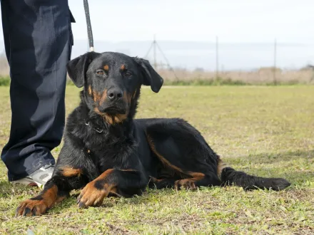 Ritratto di un cane di razza Beauceron in un ambiente naturale
