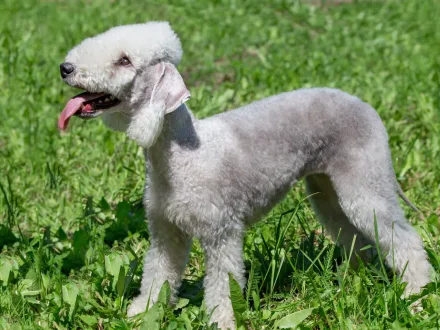 Ritratto di un esemplare di Bedlington Terrier con il suo tipico mantello lanoso