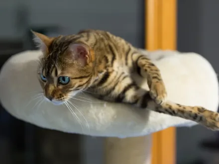Ritratto di un gatto di razza Bengala