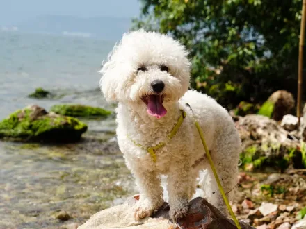 Ritratto di un elegante cane di razza Bichon Frisé con mantello bianco soffice