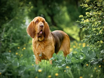 Ritratto ravvicinato di un Bloodhound con le caratteristiche orecchie lunghe