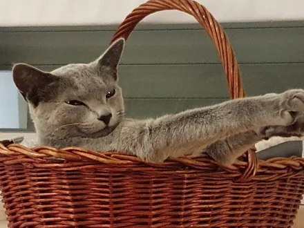 Ritratto di un gatto di razza Blu di Russia