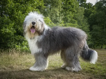 Ritratto di un cane Bobtail con mantello lungo e bianco in un pascolo