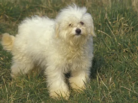 Ritratto di un piccolo cane Bolognese dal mantello bianco candido