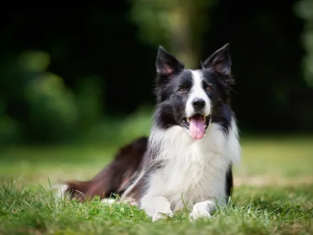 Un esemplare di Border Collie concentrato durante il lavoro nel pascolo