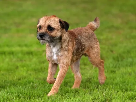 Ritratto di un Border Terrier con mantello duro e folto in un ambiente naturale