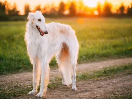 Un elegante esemplare di Borzoi in un contesto naturale