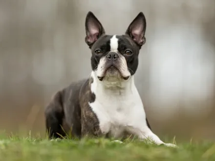 Un elegante esemplare di Boston Terrier con il tipico mantello bianco e nero