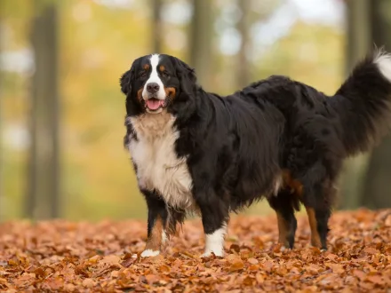 Un maestoso esemplare di Bovaro del Bernese con mantello tricolore in un contesto naturale