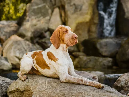 Ritratto di un esemplare di Bracco Italiano in un ambiente naturale