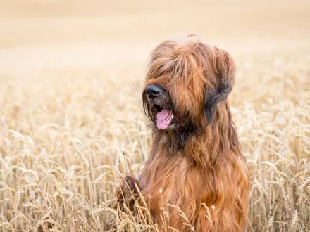 Ritratto di un cane di razza Briard con mantello lungo e folto