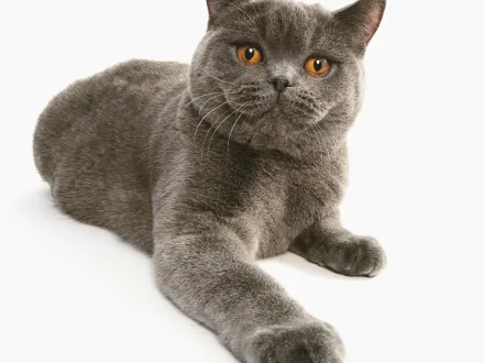 Ritratto di un gatto di razza British Shorthair