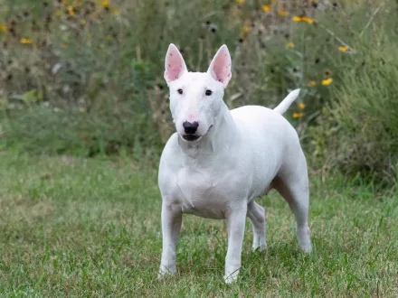 Ritratto ravvicinato di un cane Bull Terrier con la tipica testa a uovo