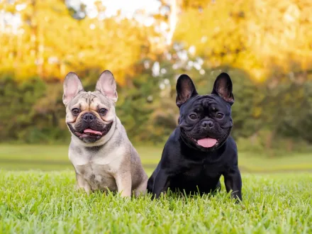 Ritratto ravvicinato di un Bulldog Francese con orecchie a pipistrello