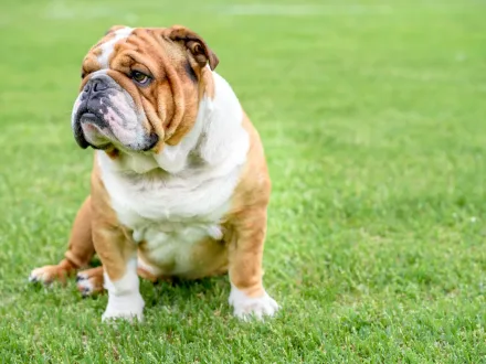 Ritratto ravvicinato di un Bulldog Inglese con espressione caratteristica
