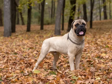 Ritratto di un imponente cane Bullmastiff in un contesto naturale
