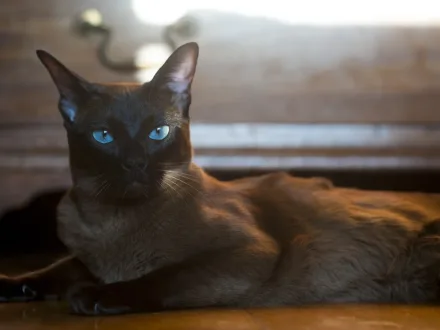 Ritratto di un gatto di razza Burmese