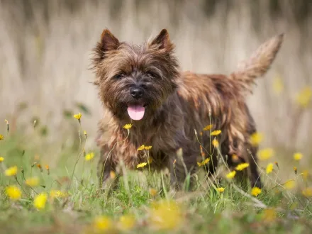 Un vivace esemplare di Cairn Terrier in un paesaggio naturale