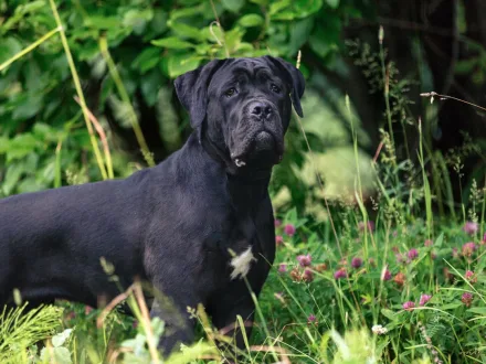 Ritratto imponente di un esemplare adulto di Cane Corso in posa naturale