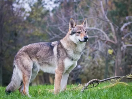 Ritratto ravvicinato di un esemplare di Cane Lupo Cecoslovacco in un ambiente naturale