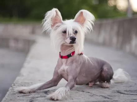 Ritratto elegante di un esemplare di Cane Nudo Cinese