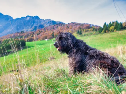 Ritratto del Cane da Pastore Bergamasco con il suo tipico mantello a ciocche