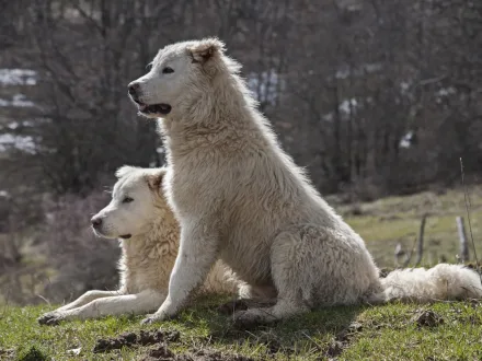 Ritratto imponente di un Cane da Pastore Maremmano Abruzzese nel suo habitat naturale