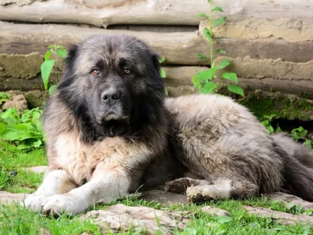 Ritratto imponente di un cane da pastore del Caucaso in un ambiente montuoso