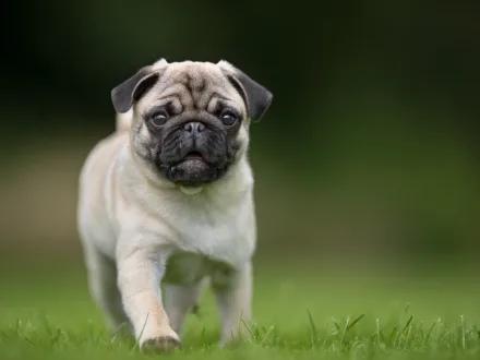 Un piccolo cane di razza Carlino con mantello fulvo e maschera scura